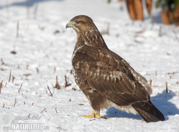 Buse variable