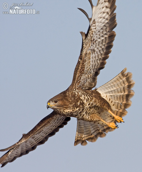 Buse variable