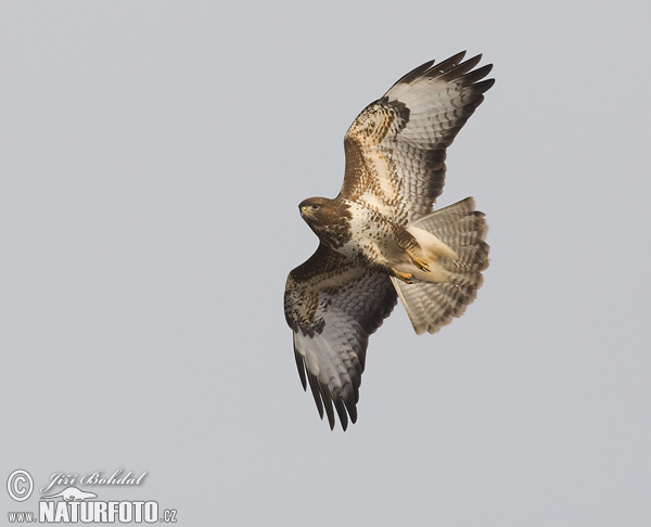 Buse variable