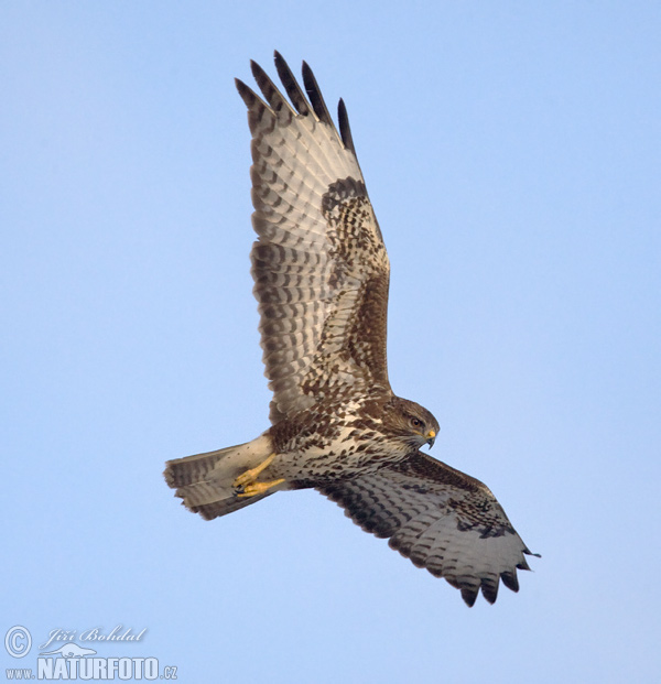 Buteo buteo