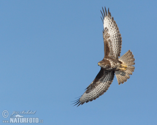 Buteo buteo