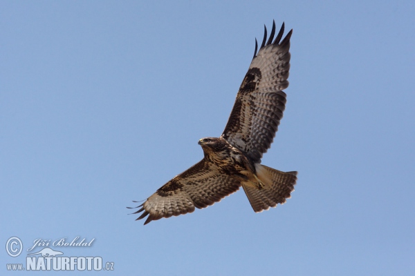 Buteo buteo