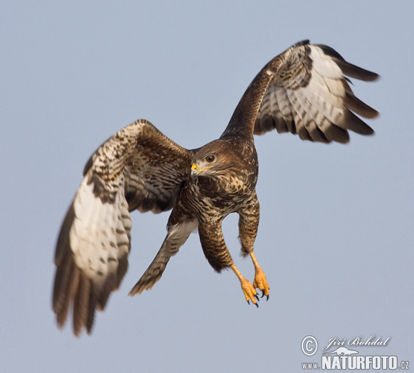 Buteo buteo