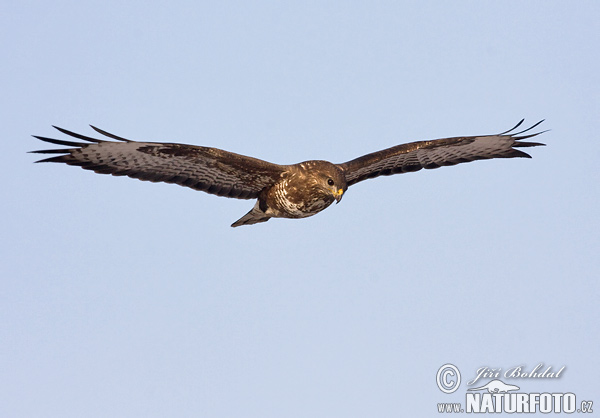 Buteo buteo