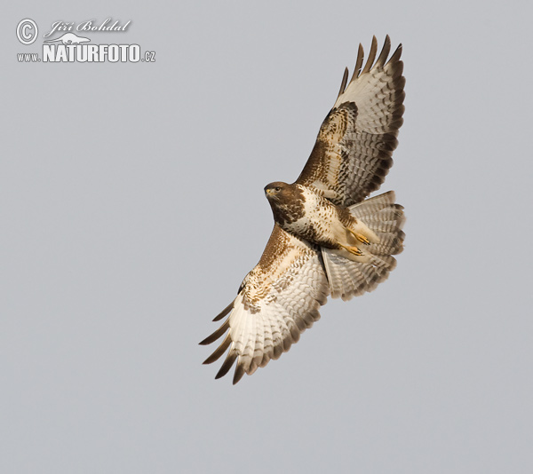 Buteo buteo