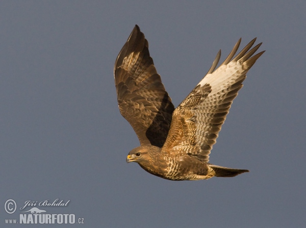 Buzzard (Buteo buteo)