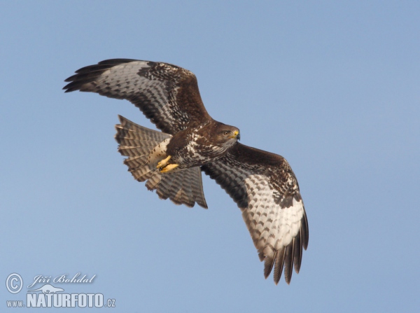 Buzzard (Buteo buteo)