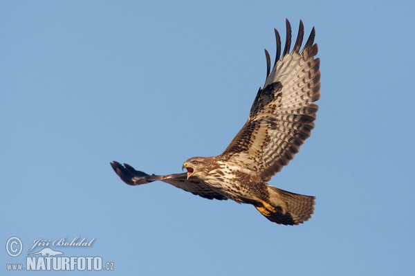 Buzzard (Buteo buteo)