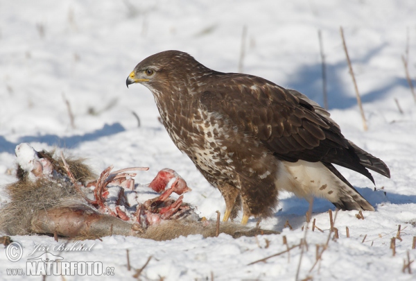 Buzzard (Buteo buteo)