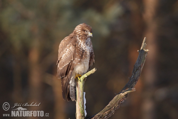 Buzzard (Buteo buteo)