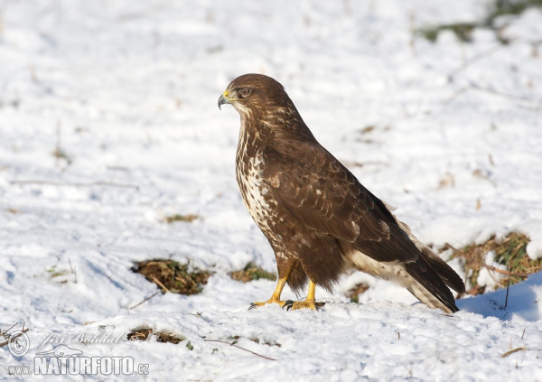 Buzzard (Buteo buteo)