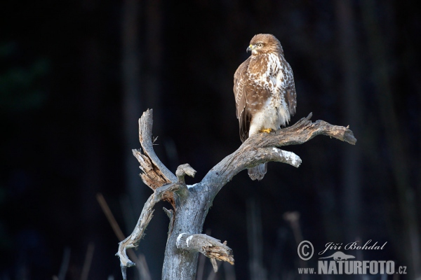 Buzzard (Buteo buteo)