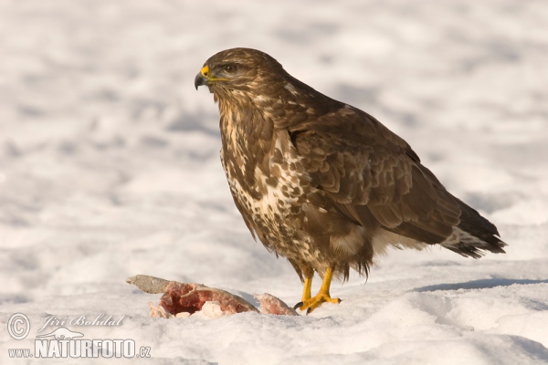 Buzzard (Buteo buteo)