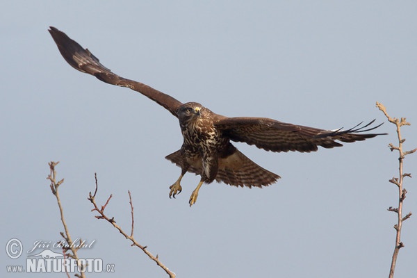 Buzzard (Buteo buteo)