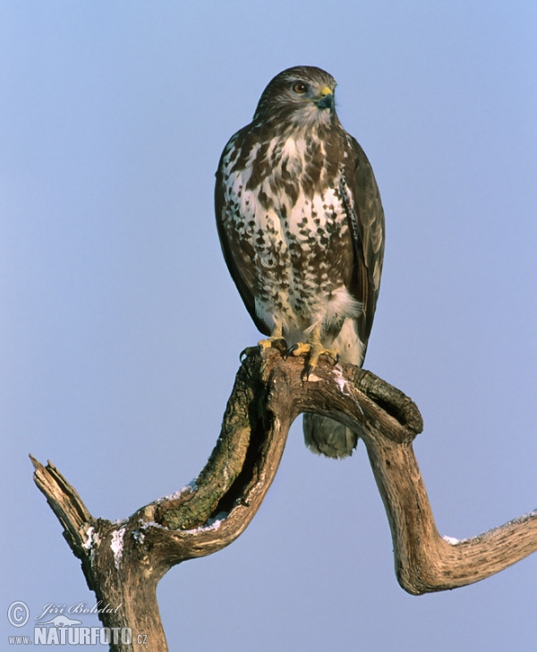 Buzzard (Buteo buteo)