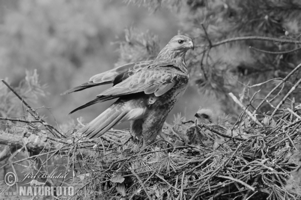 Buzzard (Buteo buteo)