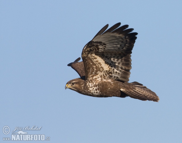 Buzzard (Buteo buteo)