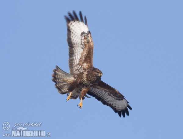 Buzzard (Buteo buteo)