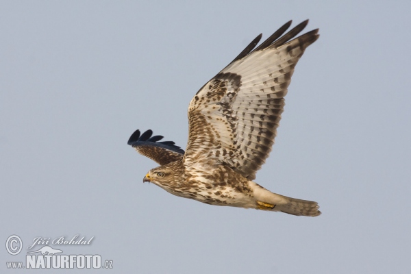 Buzzard (Buteo buteo)