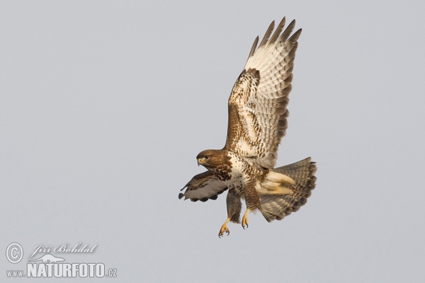 Buzzard (Buteo buteo)