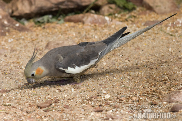 Cacatua de les nimfes