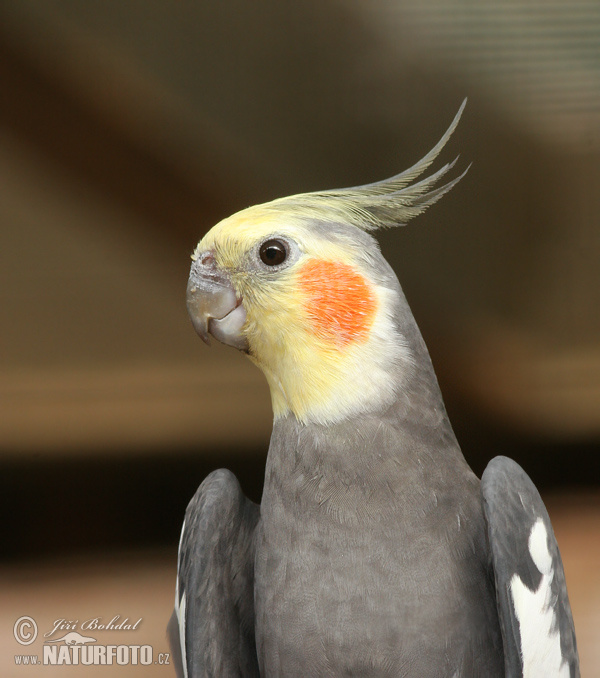 Cacatua de les nimfes