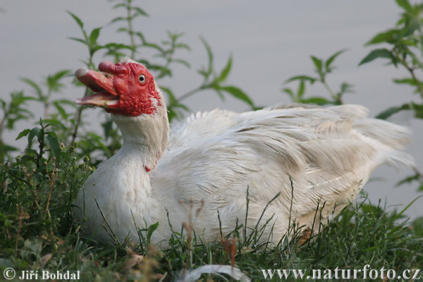 Cairina moschata f. domestica