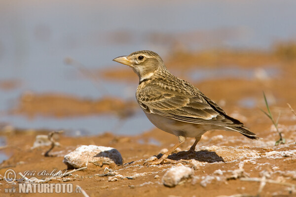 Calandra Lark (Melanocorypha calandra)