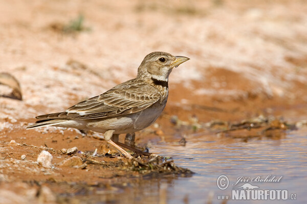 Calandra Lark (Melanocorypha calandra)