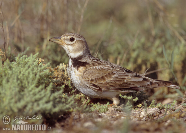 Calandria común