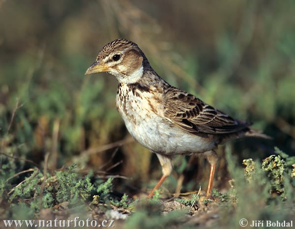 Calandria común