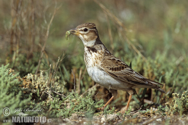 Calandria común