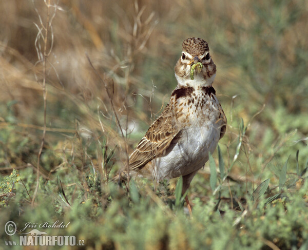 Calandria común