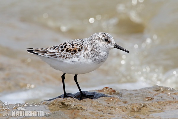 Calidris alba