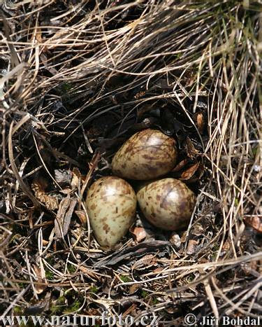 Calidris alpina