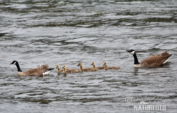 Canada Goose (Branta canadensis)