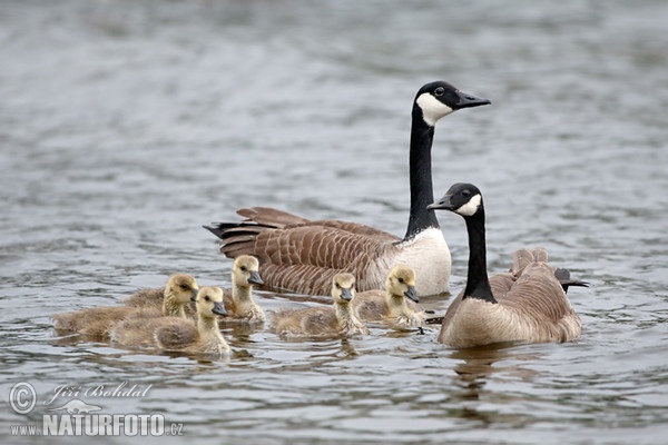 Canada Goose (Branta canadensis)