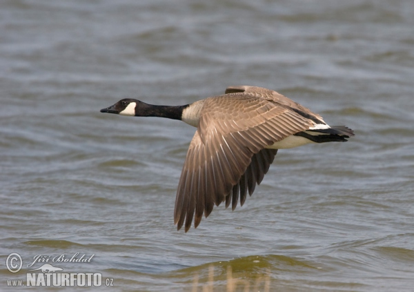 Canada Goose (Branta canadensis)