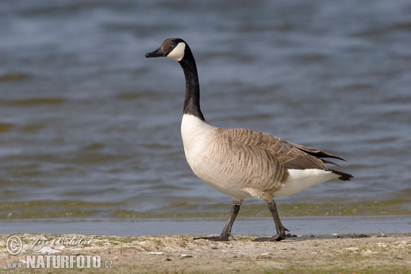 Canada Goose (Branta canadensis)