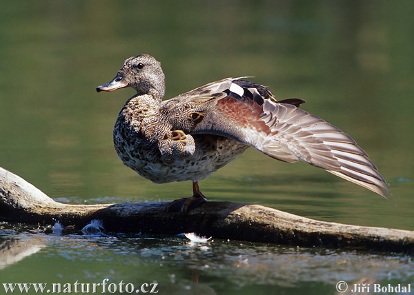 Canard chipeau