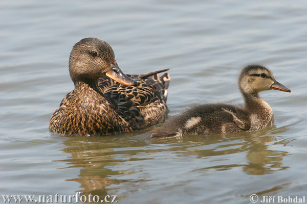 Canard chipeau