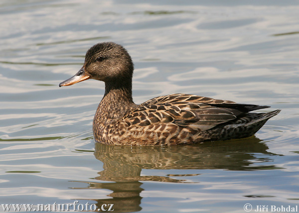 Canard chipeau