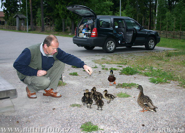 Canard colvert