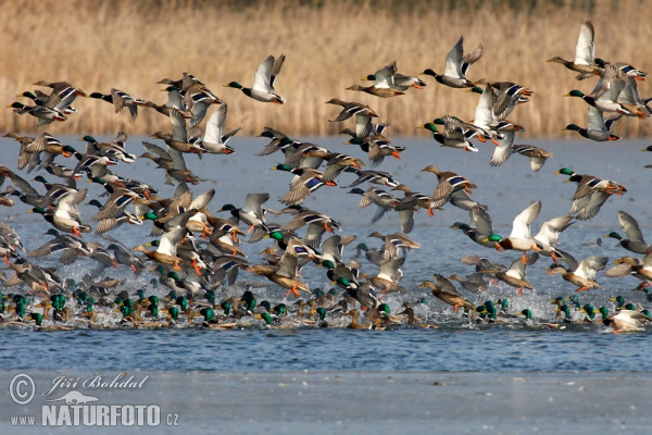 Canard colvert
