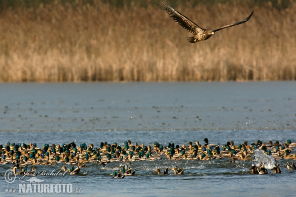 Canard colvert