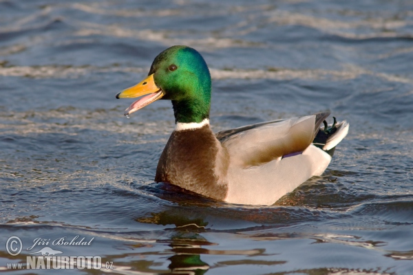 Canard colvert