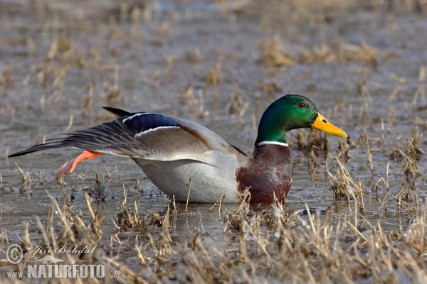 Canard colvert