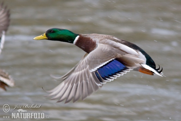 Canard colvert