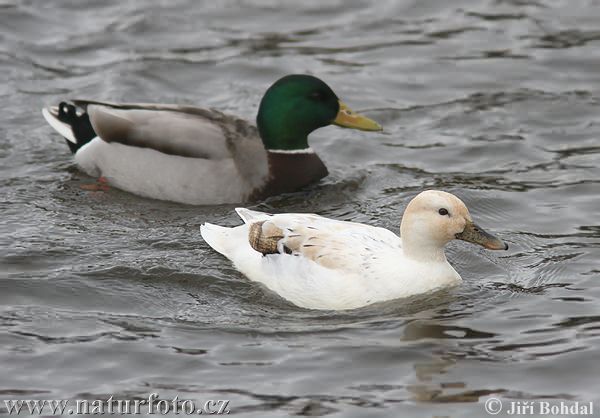 Canard colvert