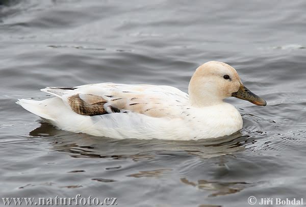 Canard colvert